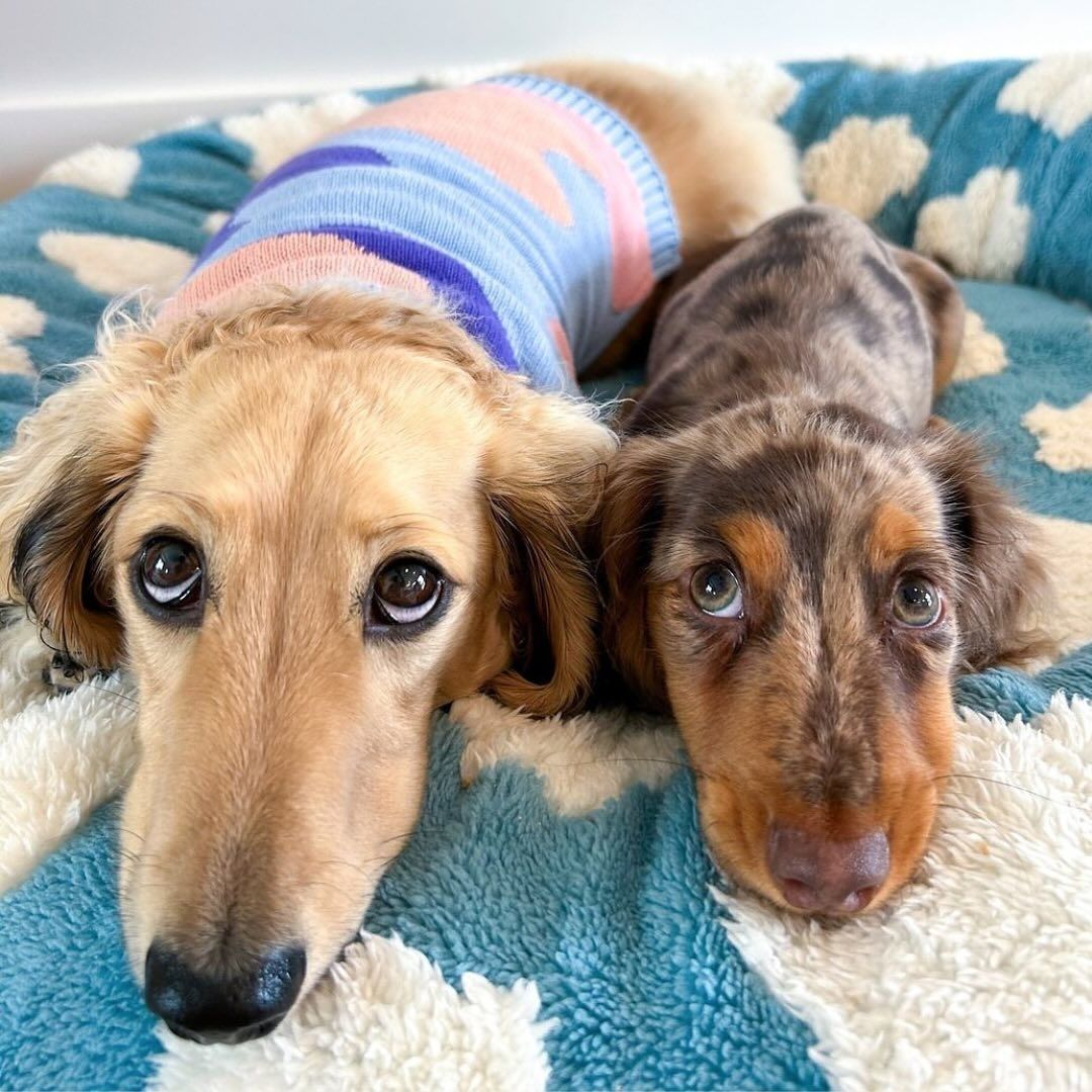 Quality Round Donut Dog Bed with Plush Cushion